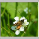 Nemophora metallica - Langhornmotte 01.jpg